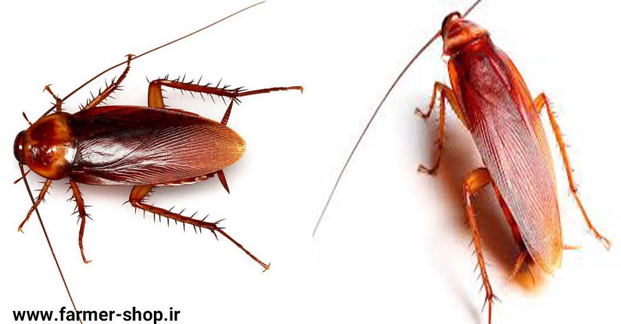 روشهای کنترل سوسک آمریکایی یا سوسک فاضلاب