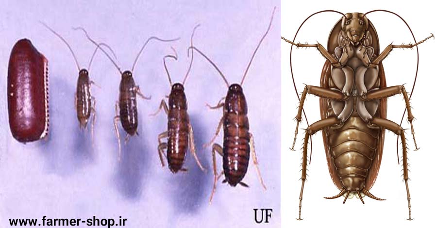 سوسک کش قوی برای کنترل سوسک آمریکایی یا سوسک درشت