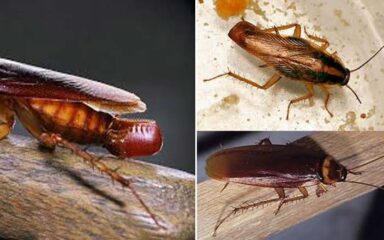 سوسک خانگی - سوسک آشپزخانه (کنترل سوسک آمریکایی و سوسک آلمانی)