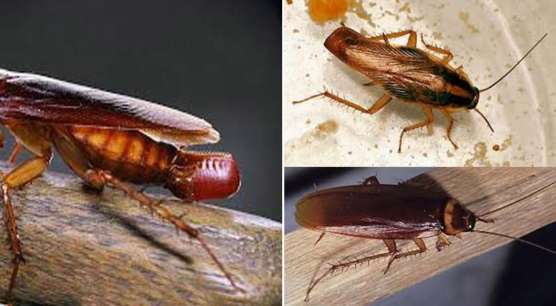 سوسک خانگی - سوسک آشپزخانه (کنترل سوسک آمریکایی و سوسک آلمانی)