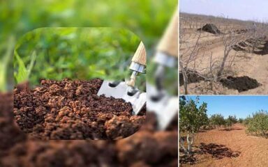 مدیریت تغذیه و کوددهی پسته