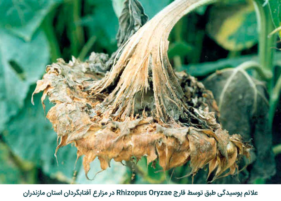 علائم بیماری پوسیدگی رایزوپوسی طبق آفتابگردان (Rhizopus Head Rot)