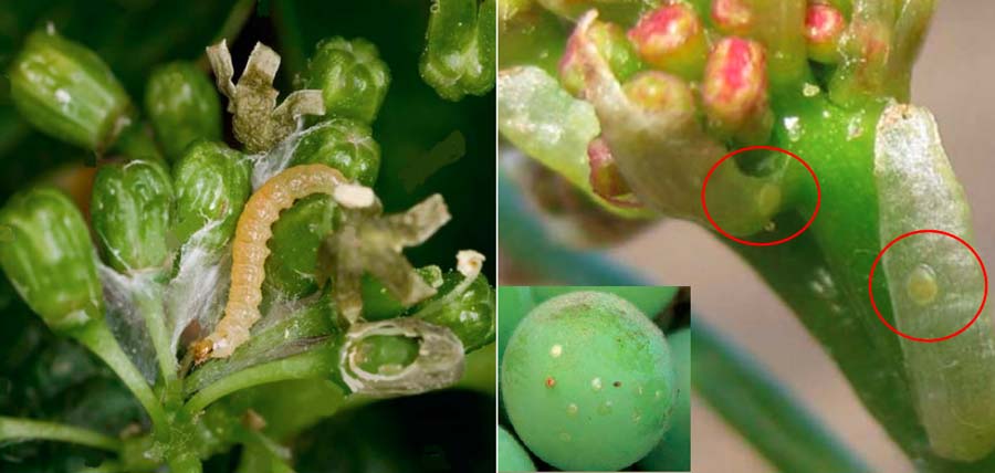 تخم و لارو کرم خوشه خوار انگور