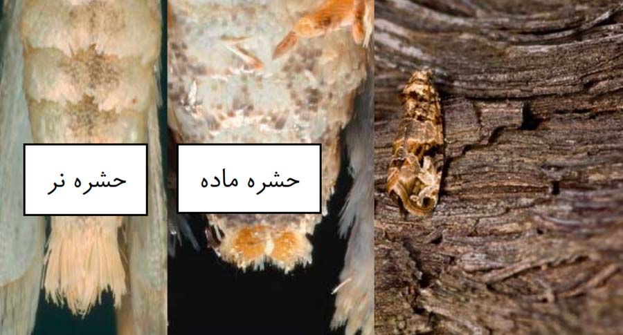 تفاوت جنس نر و ماده کرم خوشه خوار انگور