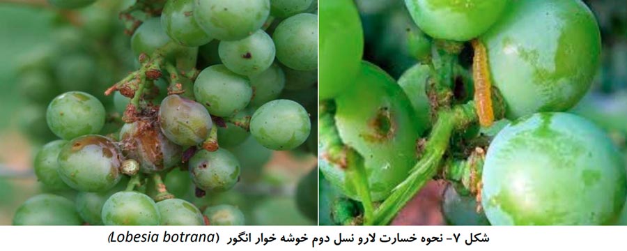 علایم خسارت کرم خوشه خوار انگور در نسل دوم