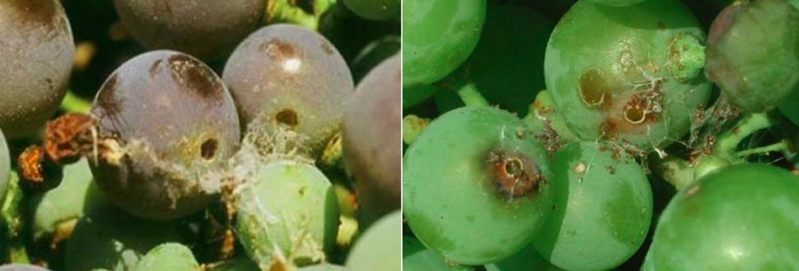 خسارت نسل دوم کرم خوشه خوار انگور