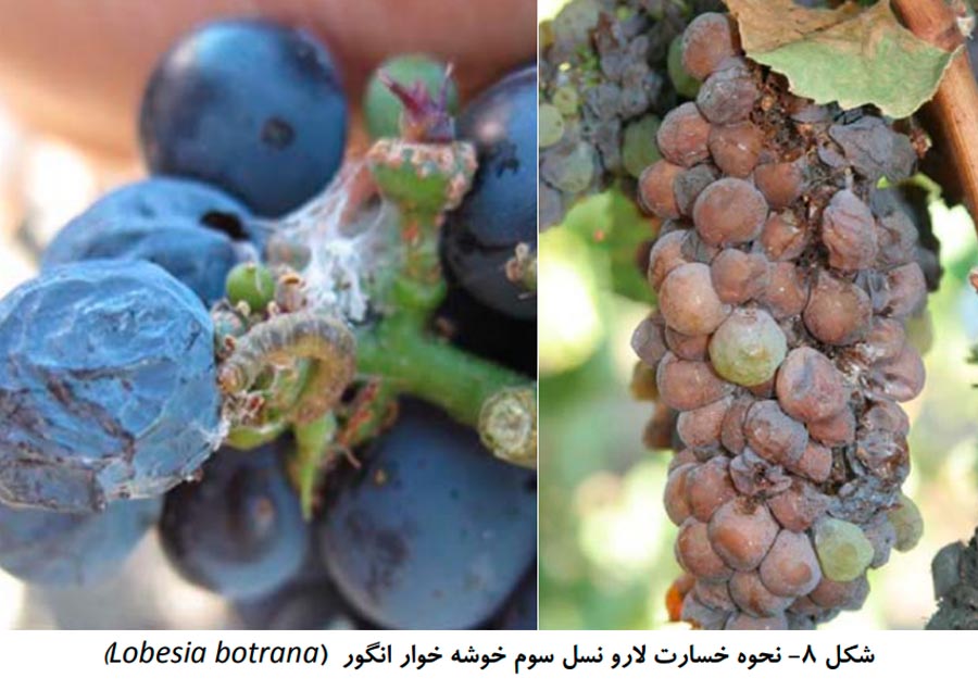 علائم خسارت نسل سوم کرم خوشه خوار انگور