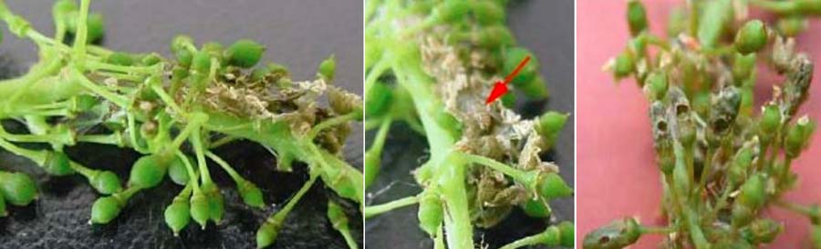 علائم خسارت کرم خوشه خوار انگور نسل اول