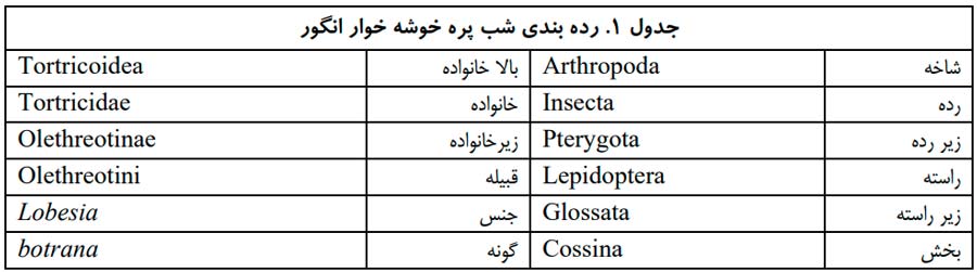 رده بندی کرم خوشه خوار انگور