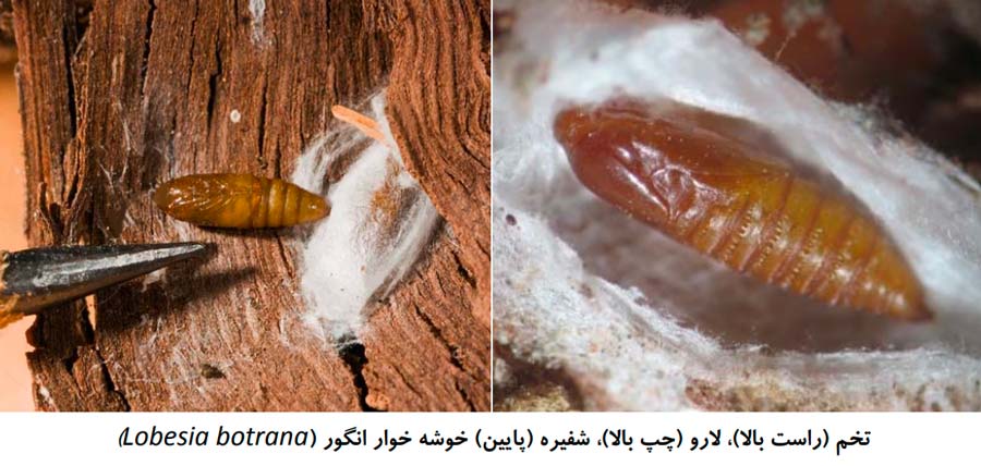 شفیره کرم خوشه خوار انگور