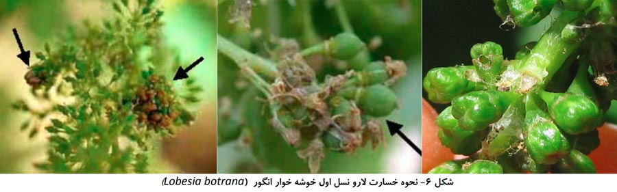 آثار خسارت نسل اول کرم خوشه خوار انگور