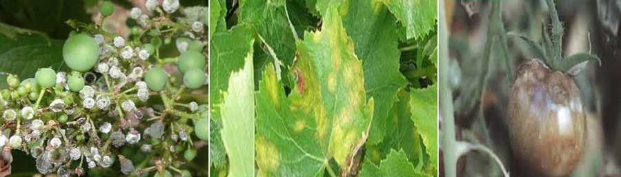 علائم سفیدک داخلی یا دروغی