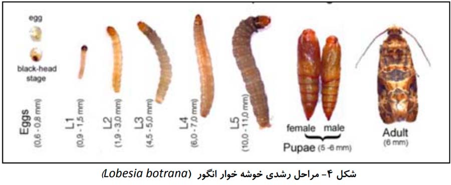 مراحل رشدی کرم خوشه خوار انگور