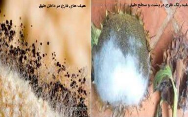پوسیدگی رایزوپوسی طبق آفتابگردان (Rhizopus Head Rot)