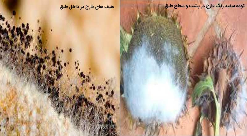 پوسیدگی رایزوپوسی طبق آفتابگردان (Rhizopus Head Rot)