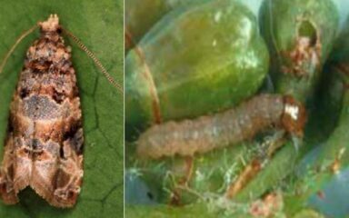 کرم خوشه خوار انگور (Lobesia botrana) (European grapevine moth)