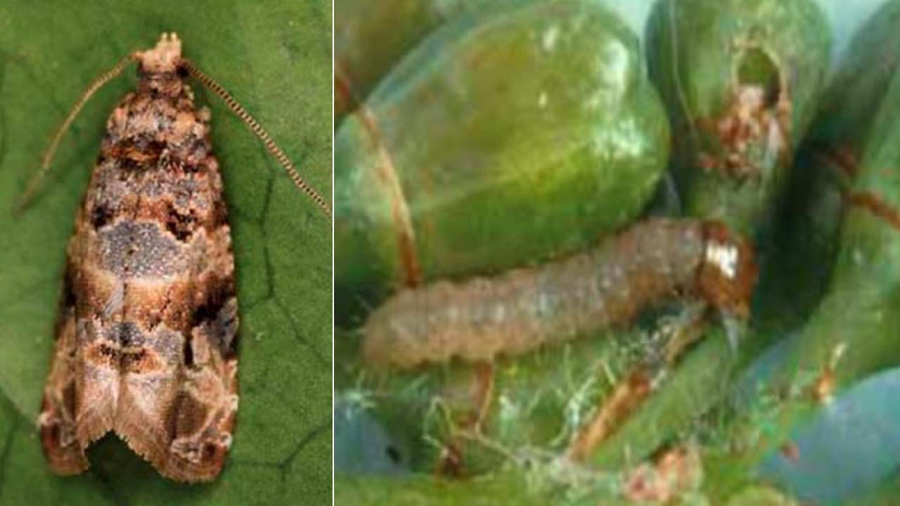 کرم خوشه خوار انگور (Lobesia botrana) (European grapevine moth)