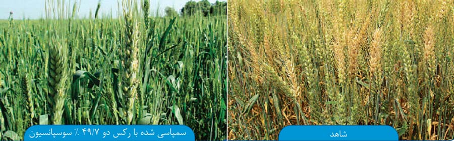 تاثییر بسیار مناسب قارچ کش رکس دو در کنترل فوزاریوم خوشه گندم