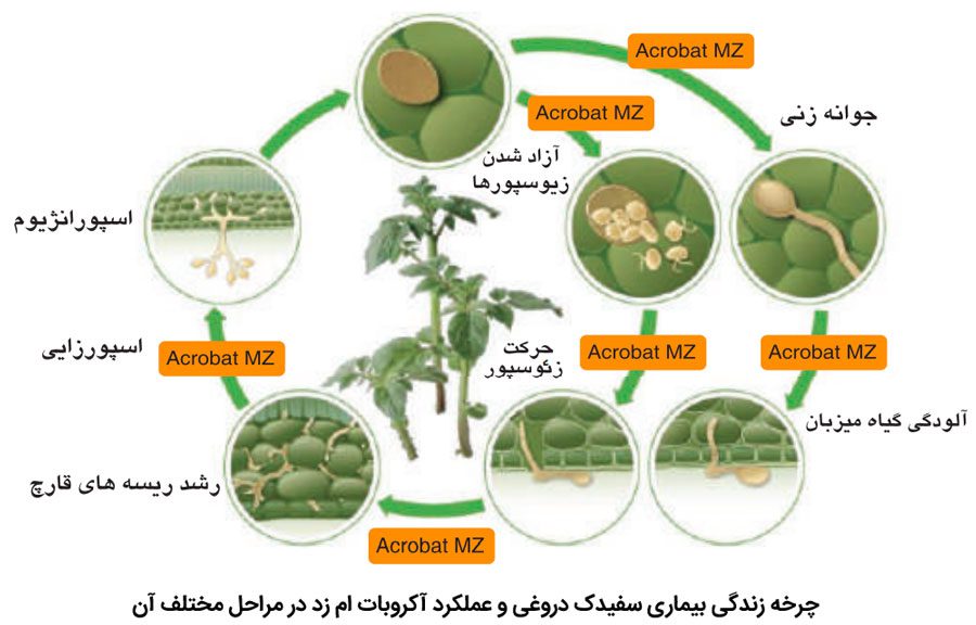 عملکرد قارچ کش آکروبات ام زد در طول چرخه زندگی بیماری سفیدک دروغی