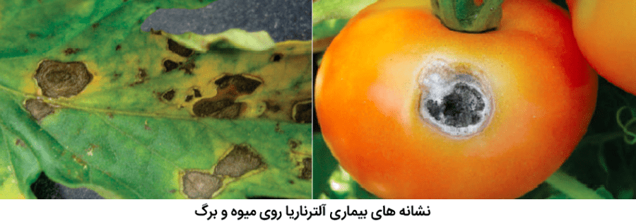 علائم بیماری آلترناریای گوجه فرنگی