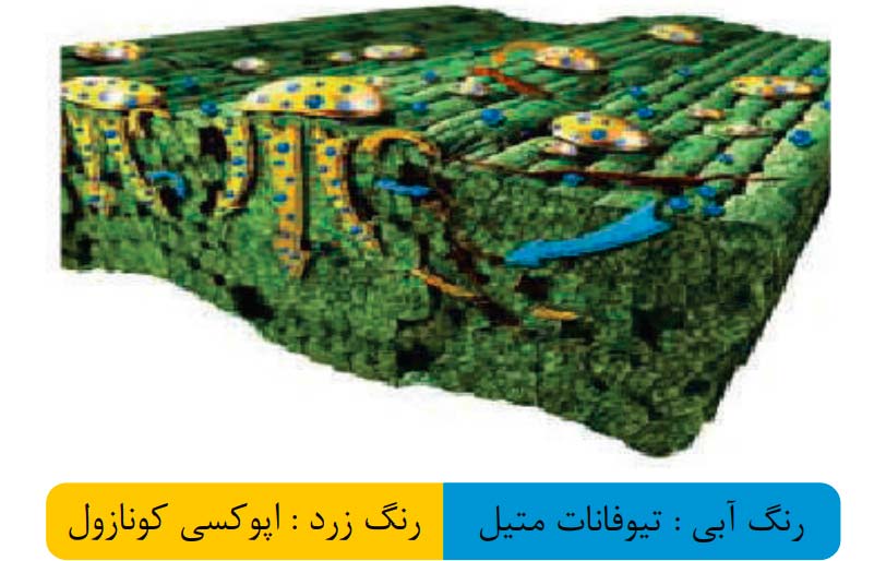 نحوه حرکت قارچ کش رکس دو در بافت های گیاهی