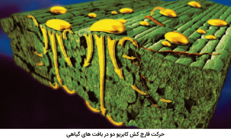 نحوه حرکت قارچ کش کابریو دو در بافت های گیاهی