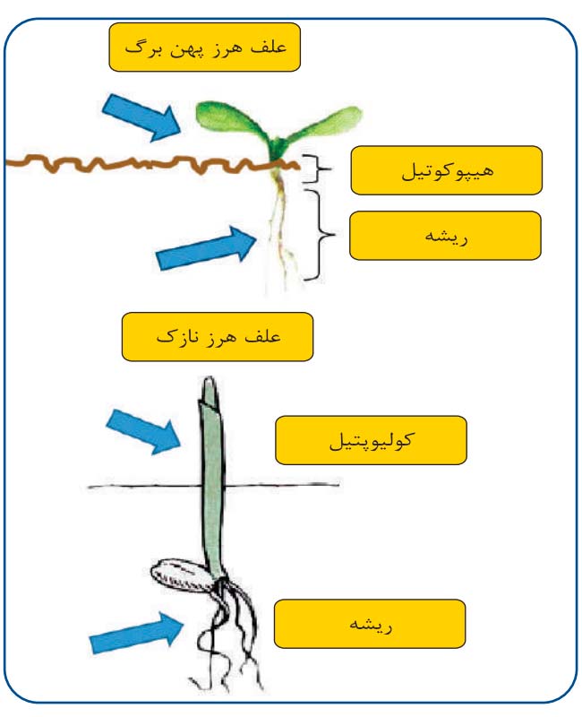 مناطق جذب کننده علف کش پرول (Prowl) در گیاهان نازک برگ و پهن برگ