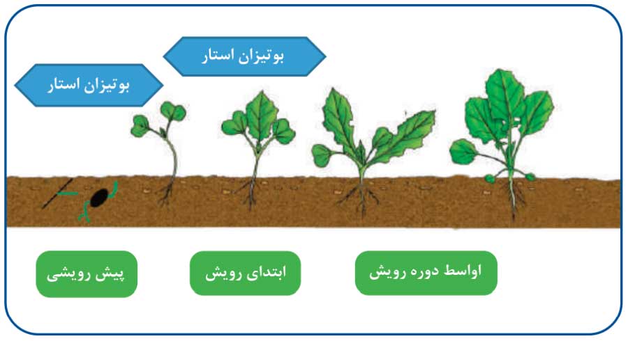بهترین زمان جهت مصرف علف کش بوتیزان استار در مزارع کلزا