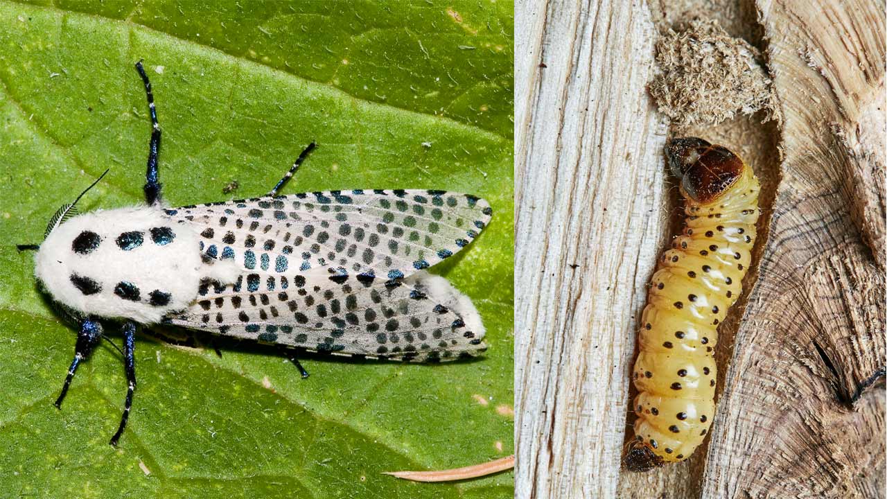 معرفی کرم خراط (پروانه فری – شب پره پلنگی) و روشهای کنترل آن