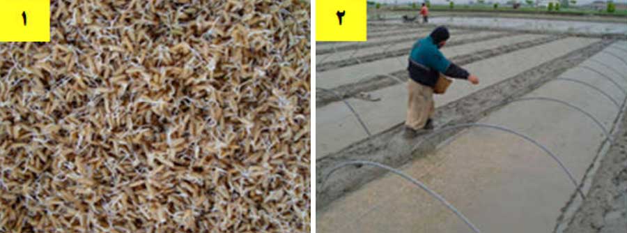 روش پاشیدن بذر جوانه دار شده برنج در خزانه