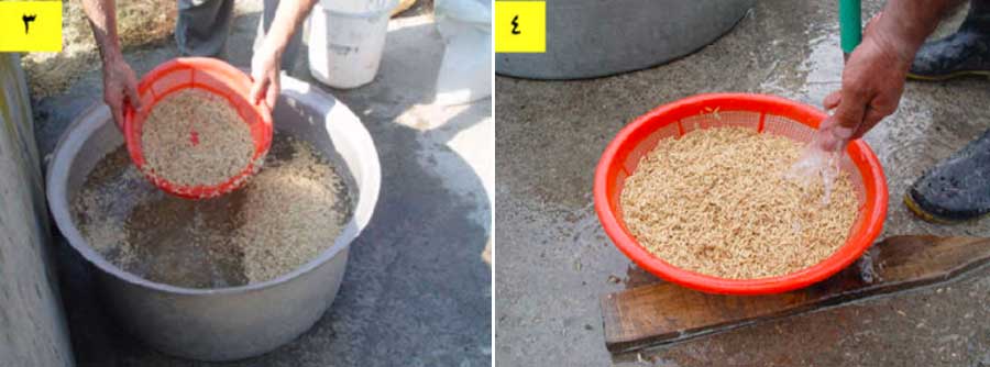 حذف بذور پوچ و نامناسب جهت جوانه دار کردن بذر برنج