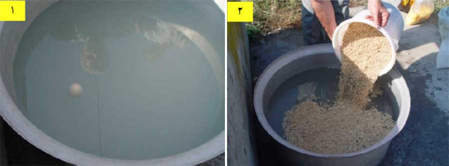 ساخت محلول مناسب آب نمک جهت ضد عفونی بذر برنج