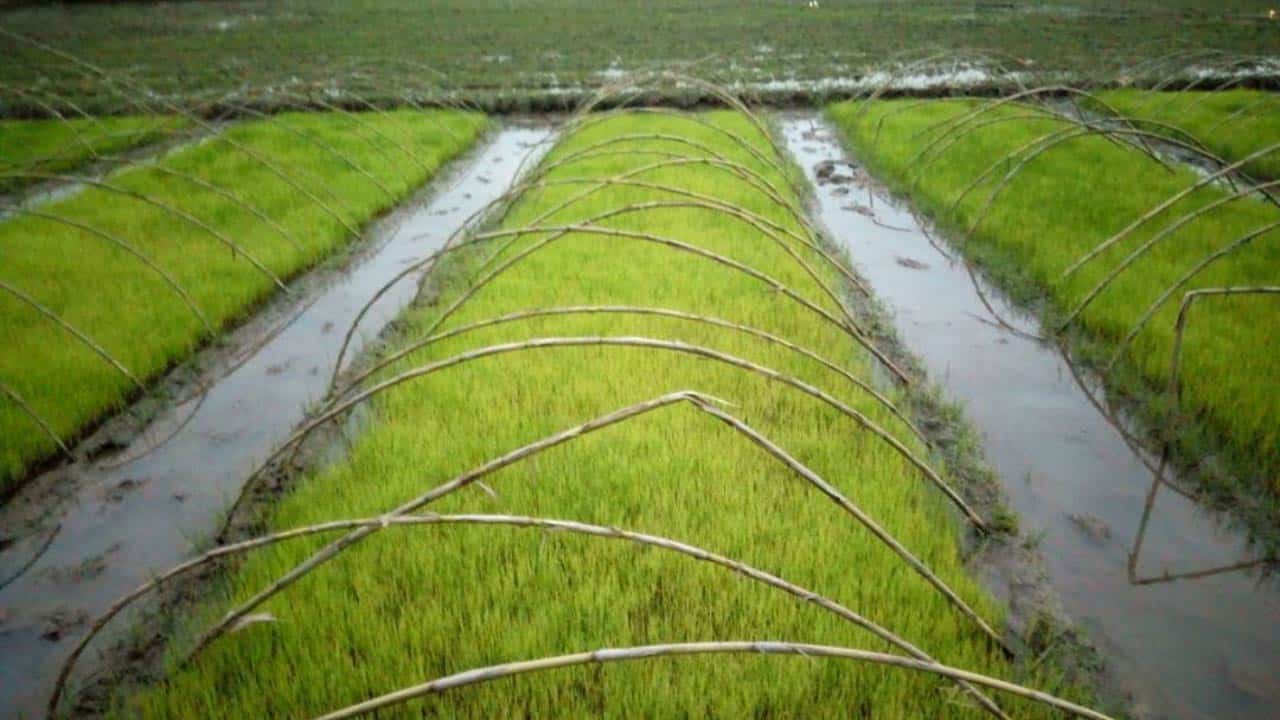 مدیریت تنش سرما در خزانه برنج (توقف رشد ، زرد شدن و سوزنی شدن نشا در خزانه برنج)