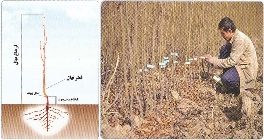 فاکتورهای مهم در هنگام خرید نهال و ویژگی های نهال سالم