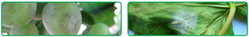 علائم بیماری سفیدک پودری انگور