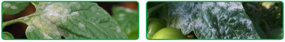 علائم بیماری سفیدک پودری گوجه فرنگی