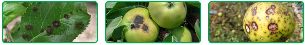 علائم بیماری لکه سیاه سیب
