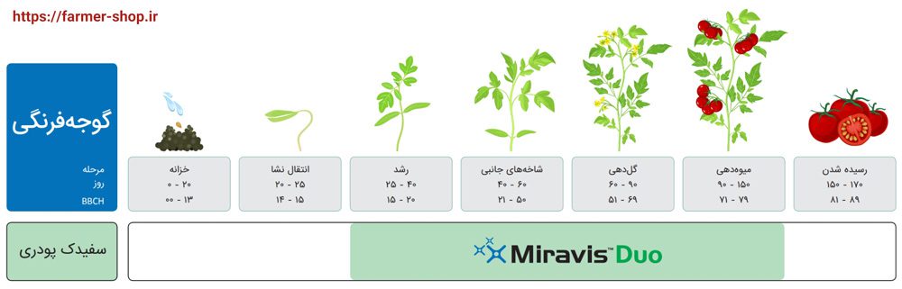 زمان مناسب مصرف قارچکش میراویس دو در گوجه فرنگی