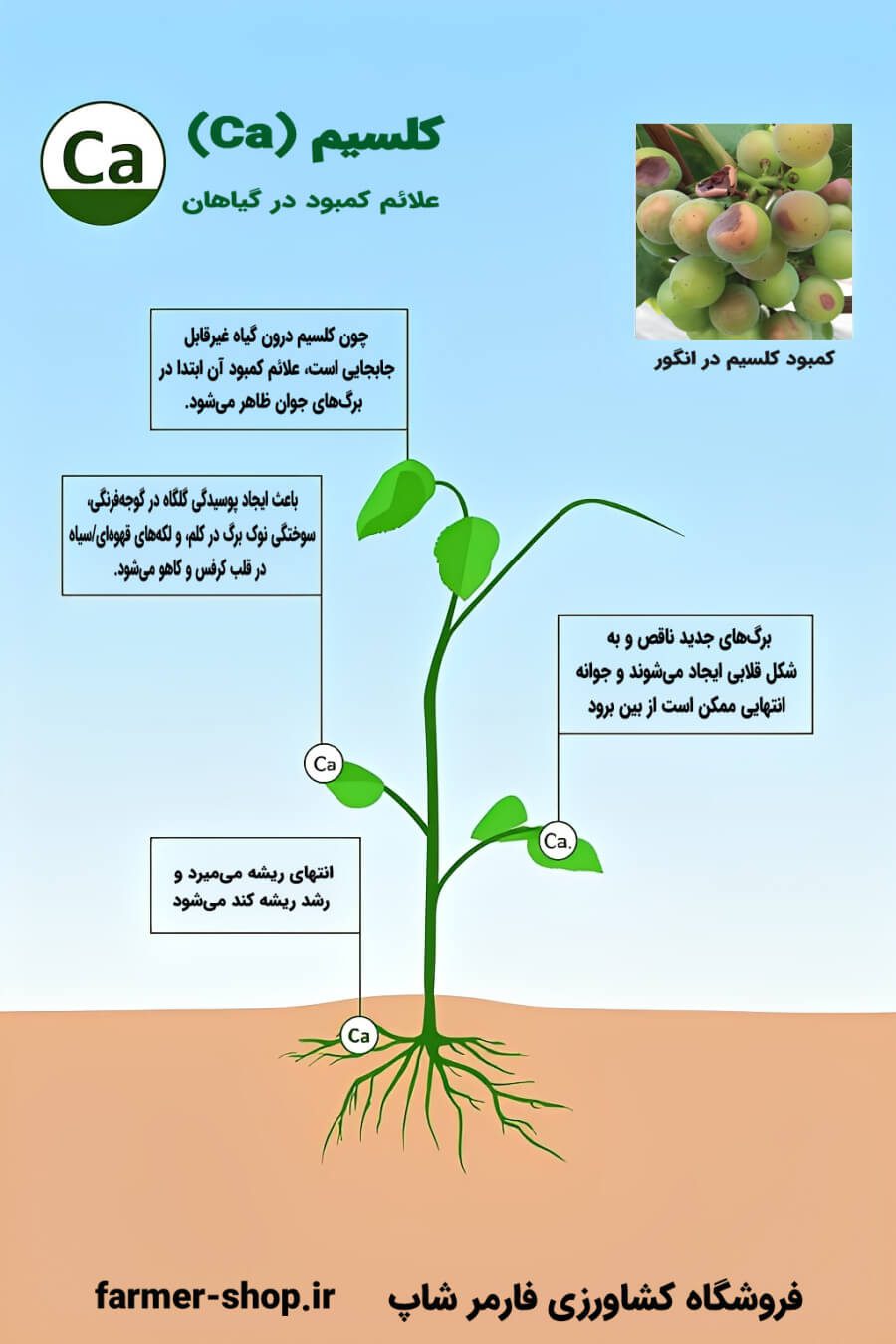 علائم کمبود کلسیم در گیاهان