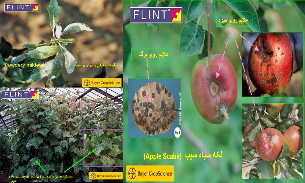 سفیدک حقیقی یا پودری سیب ( Powdery mildew ), لکه سیاه سیب ( Apple Scabe ) , سفیدک حقیقی یا پودری خیار (Powdery mildew)