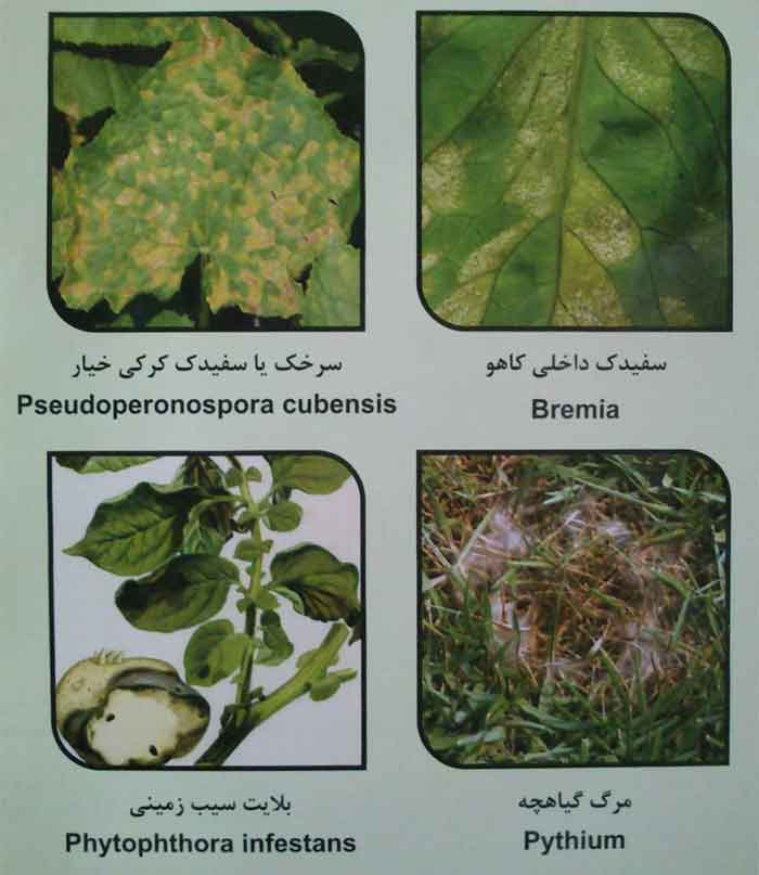 علایم بیماری سفیدک داخلی کاهو - سفیدک کرکی خیار - بلایت سیب زمینی- مرگ گیاهچه