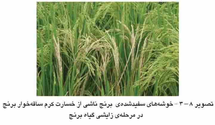 کنترل غیر شیمیایی کرم ساقه خوار نواری برنج