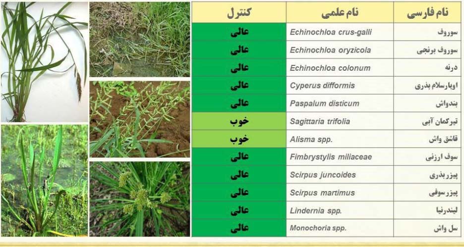 دامنه تاثیر علف کش کانسیل اکتیو در شالیزار