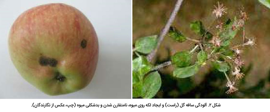 علایم خسارت لکه سیاه سیب ر.ی گل و میوه
