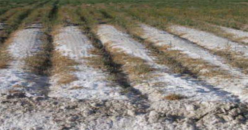 تجمع نمک بر روی پشته های زمین زراعی و کود مناسب اصلاح خاک شور