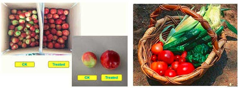 افزایش عملکرد و رنگ و طعم میوه با استفاده از قارچکش Trichomix HV