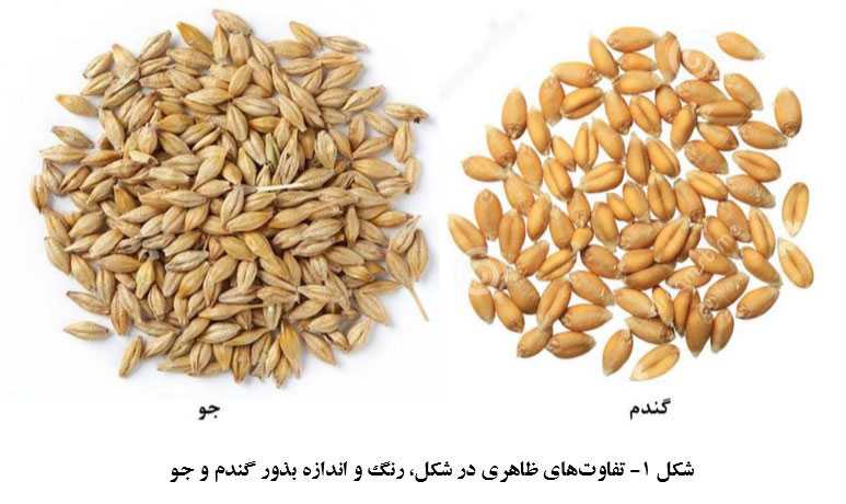 روش تشخیص گندم از جو در مزرعه