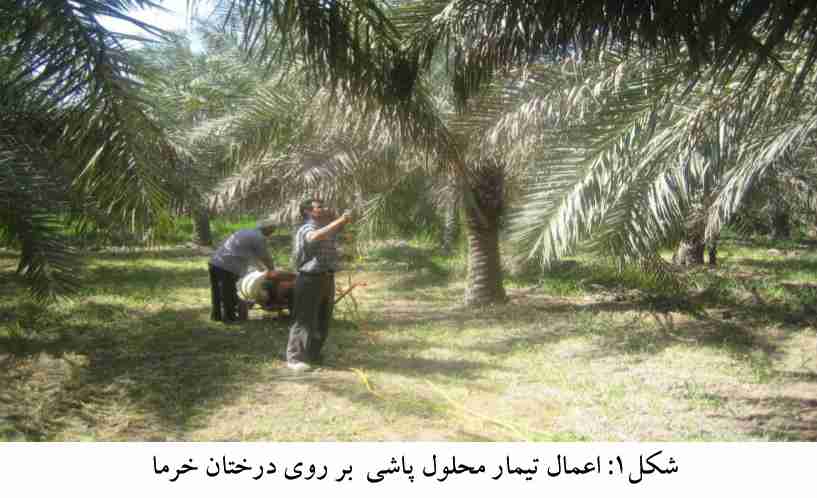 اعمال تیمار محلول پاشی بر روی درختان خرما