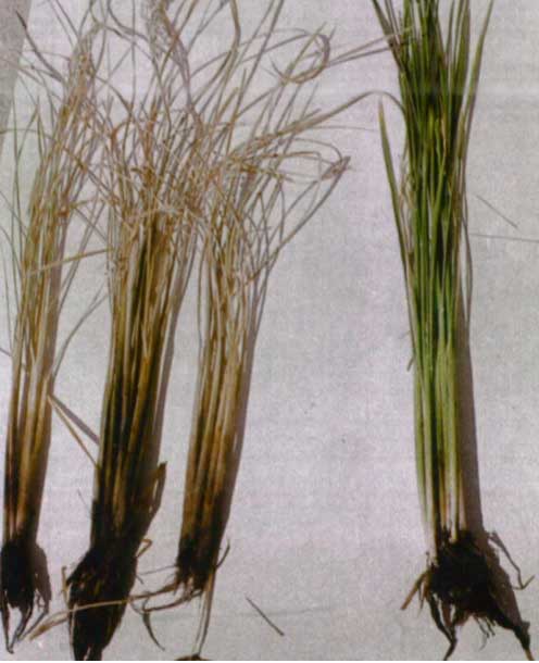 آثار خسارت بیماری پوسیدگی طوقه برنج روی بوته های برنج
