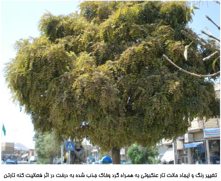 نمای درخت آلوده به کنه Tetranychus urticae